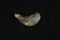 藏品(河殼菜蛤(沼蛤))的圖片